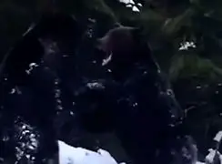 فیلم درگیری دو خرس در برف