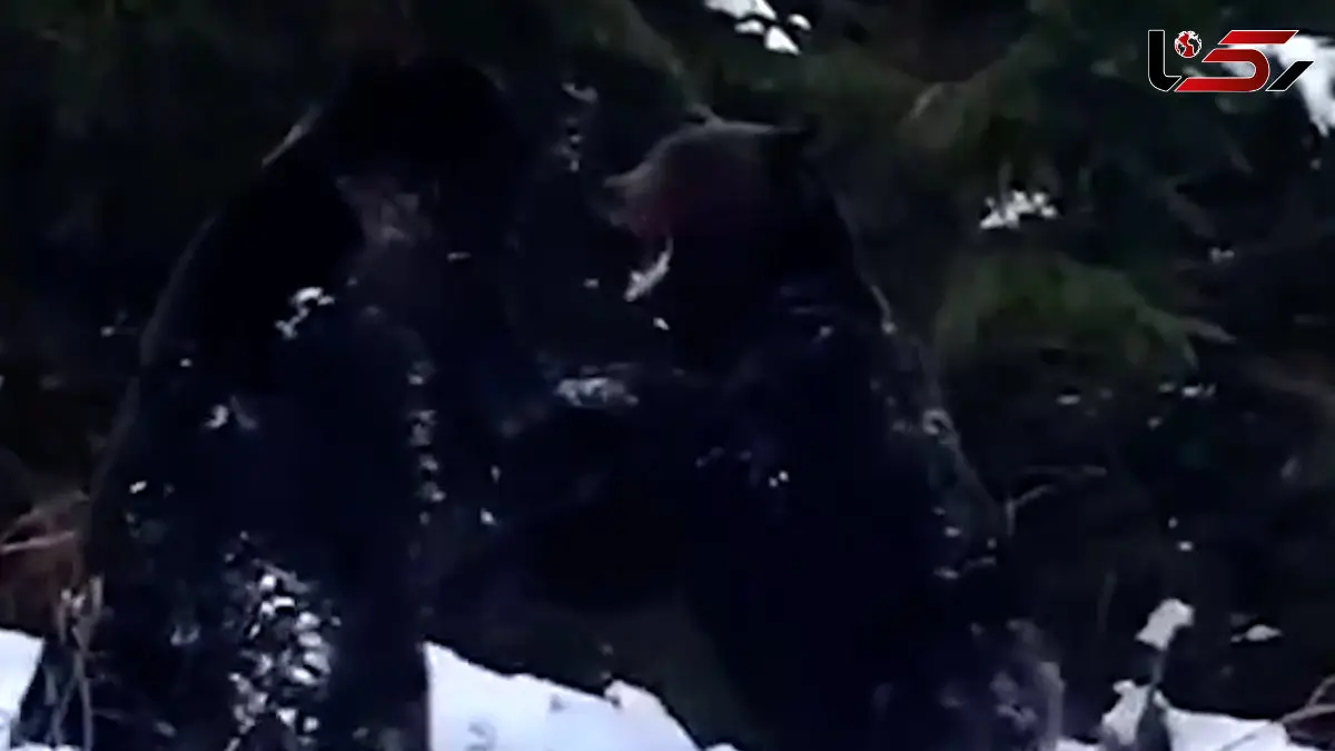 فیلم درگیری دو خرس در برف