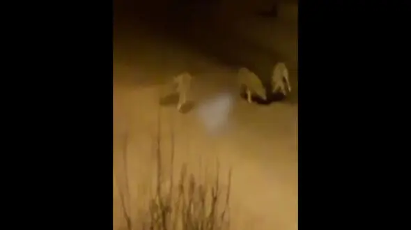 وحشت سرابی ها از جولان گرگ های گرسنه در شهر + فیلم