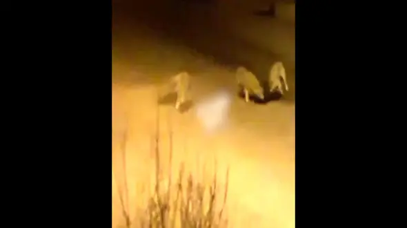 وحشت سرابی ها از جولان گرگ های گرسنه در شهر + فیلم