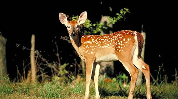 پلیس 2 آهو را از مرگ حتمی نجات داد / در اسفراین رخ داد