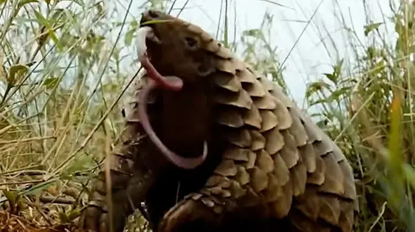 فیلم تخریب لانه مورچه ها توسط مورچه خوار