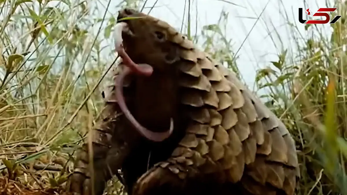 فیلم تخریب لانه مورچه ها توسط مورچه خوار