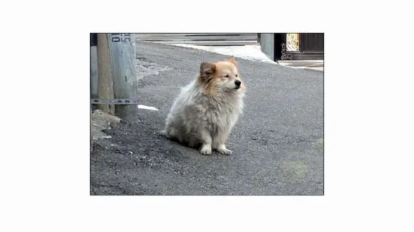 انتظار تلخ سگی که سال هاست منتظر صاحبش است!