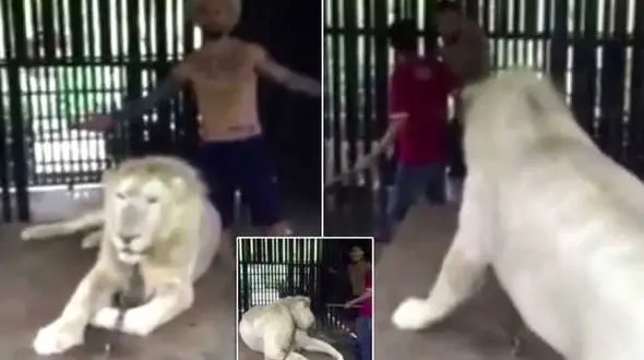 دردسر سلفی با شیر خشمگین در قفس+فیلم و تصاویر