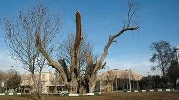 چنار سوخته شاهرود ثبت ملی شد 