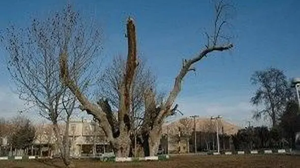 چنار سوخته شاهرود ثبت ملی شد 