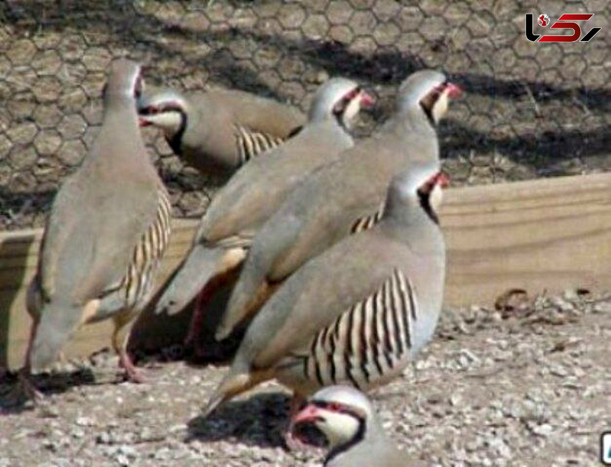 کشف کبک های قاچاق در شهرستان انار