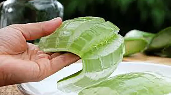 6 خاصیت فوق العاده آلوئه ورا برای شما 