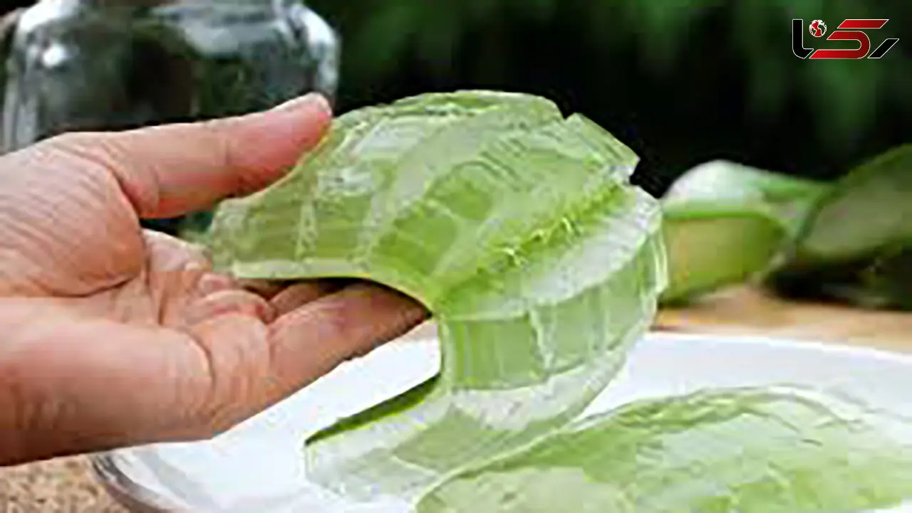 6 خاصیت فوق العاده آلوئه ورا برای شما 
