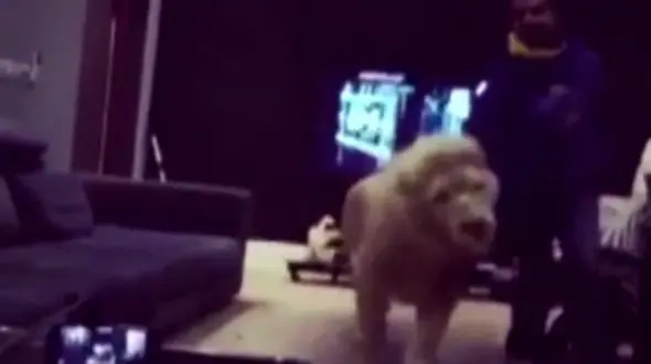 وقتی سلطان جنگل، حیوان خانگی می‌شود + فیلم