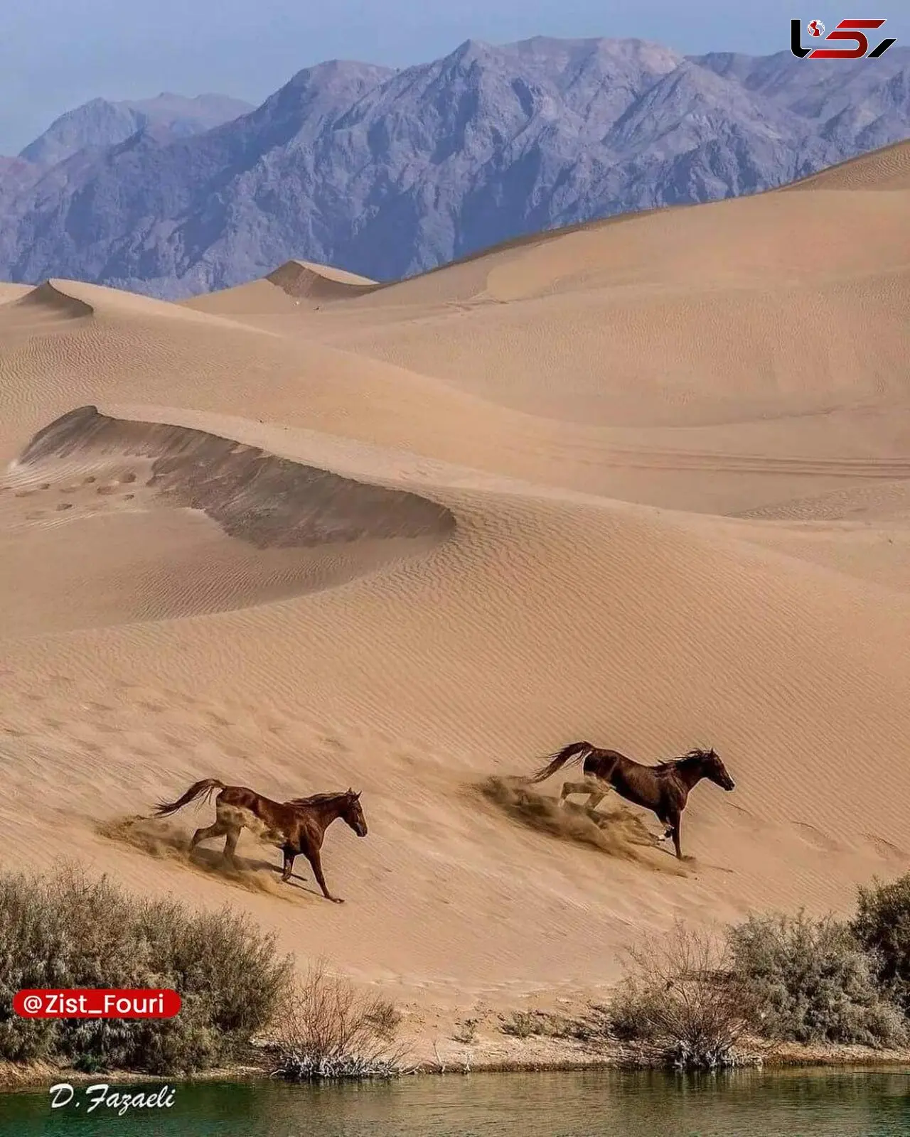 تالاب پساب یزد