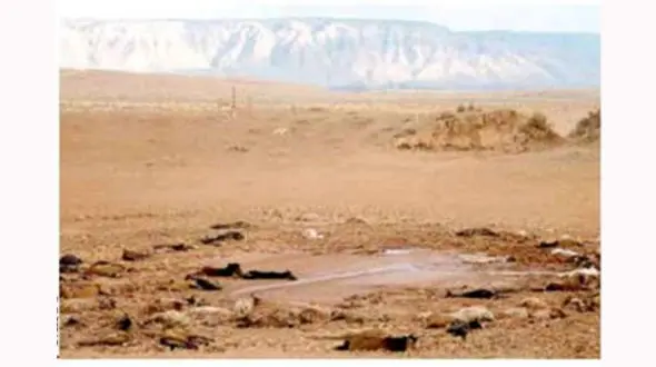 مرگ 200 اسب تشنه و گرسنه + عکس