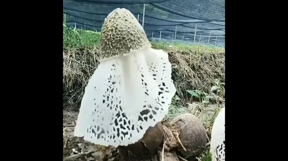 موجودات دریایی + فیلم