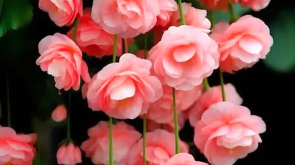 فال چوب / فال روزانه چوب یکشنبه 27 اسفندماه 1402 + فیلم