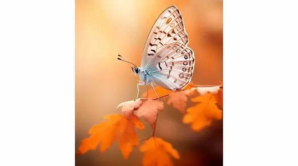 فال روزانه 7 آبان را از دست نده + فیلم