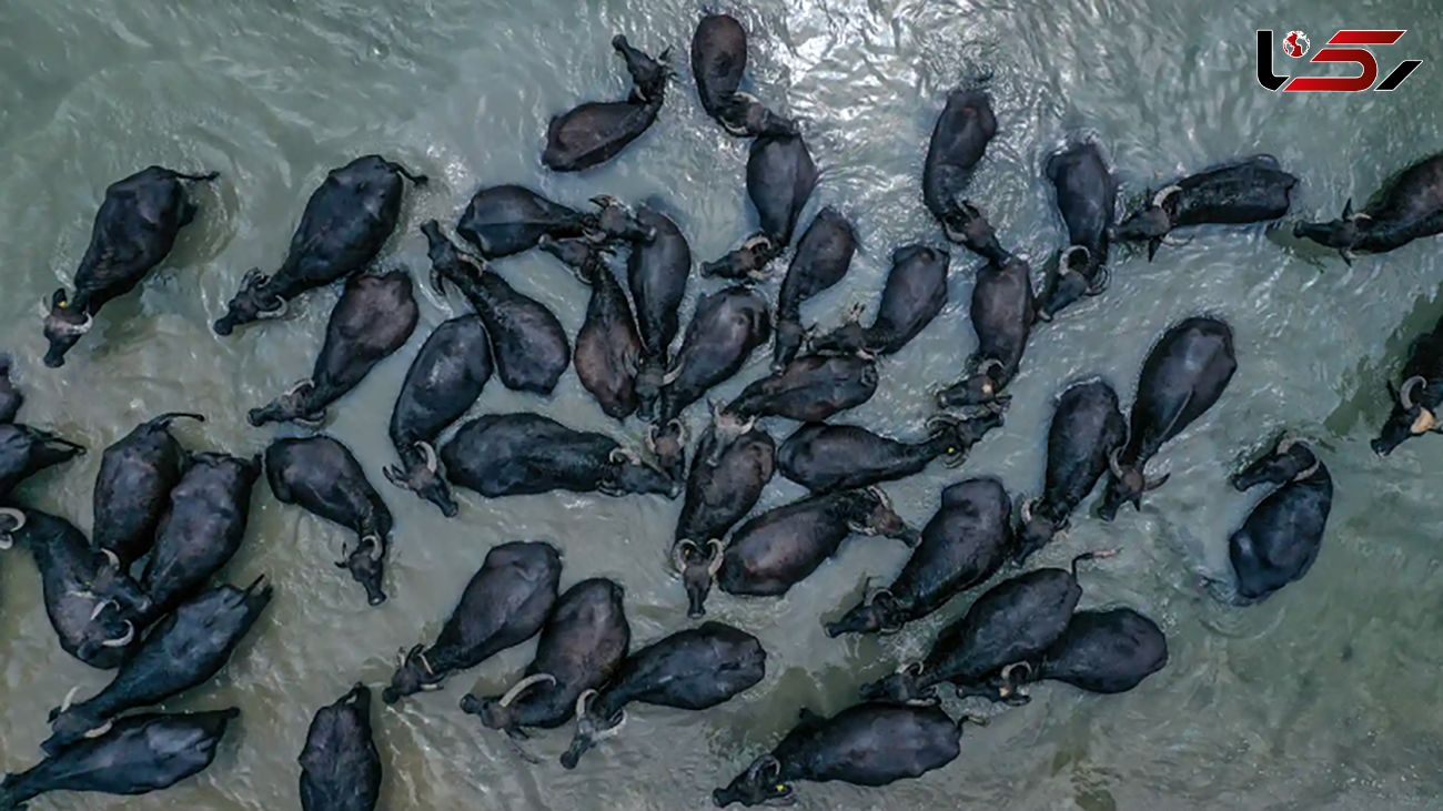 عکس هوایی از گاومیش ها