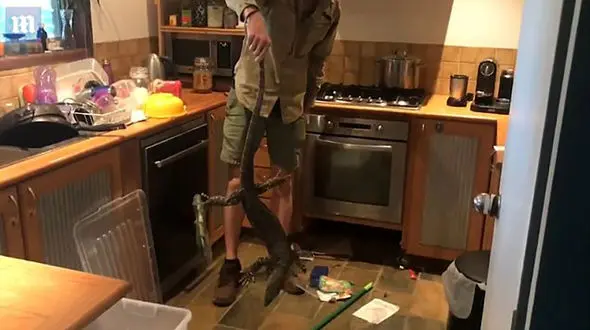  مارمولک وحشتناک زیر فر آشپزخانه جا خوش کرده بود + فیلم باورنکردنی