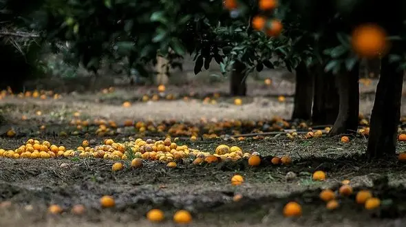 پرتغال روی دست نارنگی زد /هرکیلو هشت هزار تومان