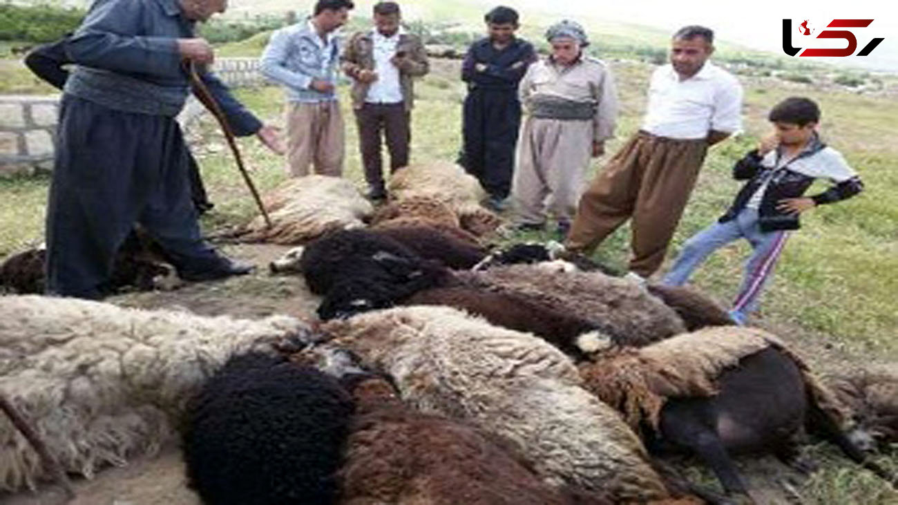 سمند 8 راس گوسفند را زیر گرفت / در مهاباد رخ داد