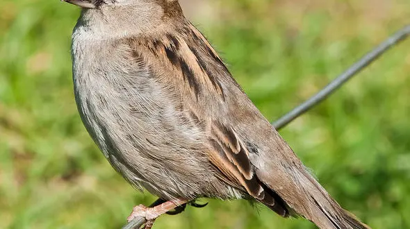 بازی دیدنی اسب ها در هوای برفی 
