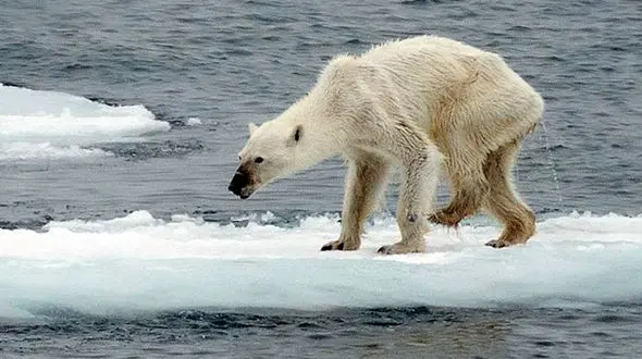 عکسی که 41 هزار بار آن را دیده‌اند