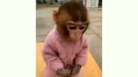 فیلم دیدنی از توت فرنگی خوردن یک بچه میمون 