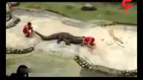 لحظه حمله‌ی هولناک تمساح غول پیکر به مرد جوان + فیلم