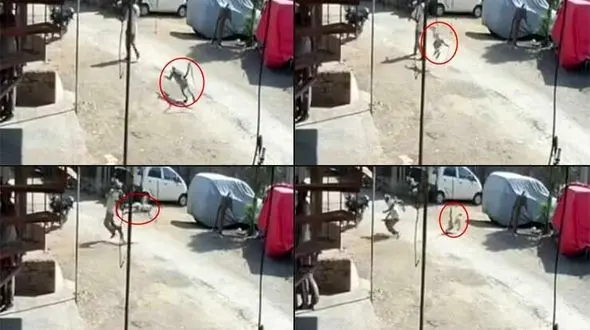 حمله عجیب و دیدنی میمون به یک مرد + تصاویر