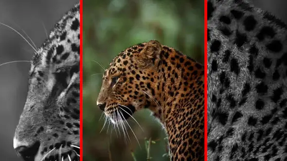 فیلم نگاه خیره کننده پلنگ به دوربین