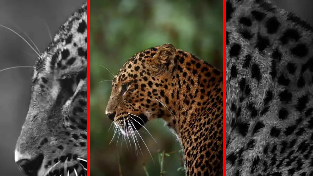 فیلم نگاه خیره کننده پلنگ به دوربین