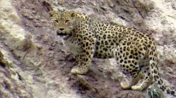 حمله 3 پلنگ به باغبان یاسوجی/ چه بر سرش آمد؟