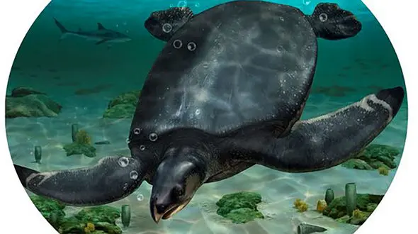 رقابت یک لاک‌پشت با ماشین سواری + عکس