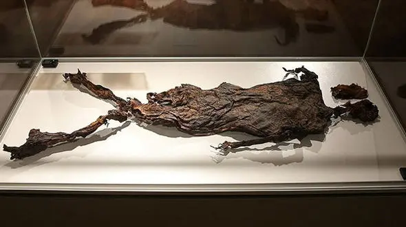 مومیایی کشف شده با ریش و سبیل در ایران+عکس