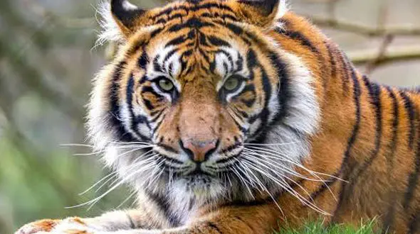 از درگیری ببر ها تا صدای بچه فوک های خزری