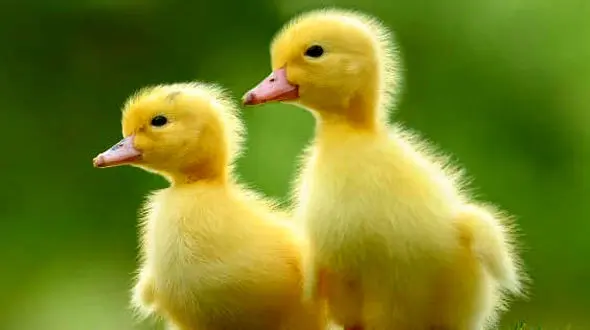 از شکار شدن غزال توسط یوز تا جگوار درحال شکار تمساح