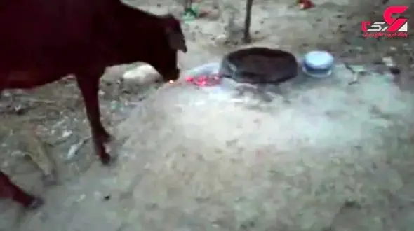 گوساله‌ای که زغال را با غذا اشتباه گرفت! +تصویر