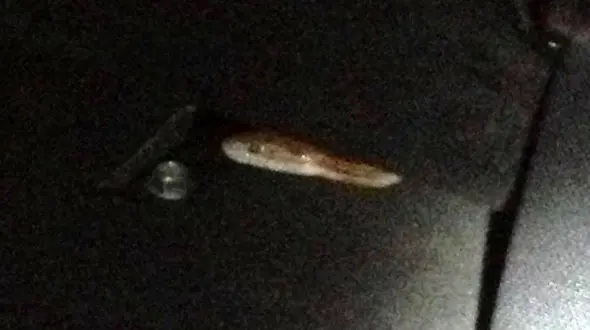 حضور مار یک متر و نیمی داخل خودروی صفرکیلومتر