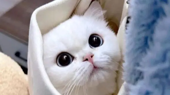 فال و طالع بینی روزانه 8 مرداد 