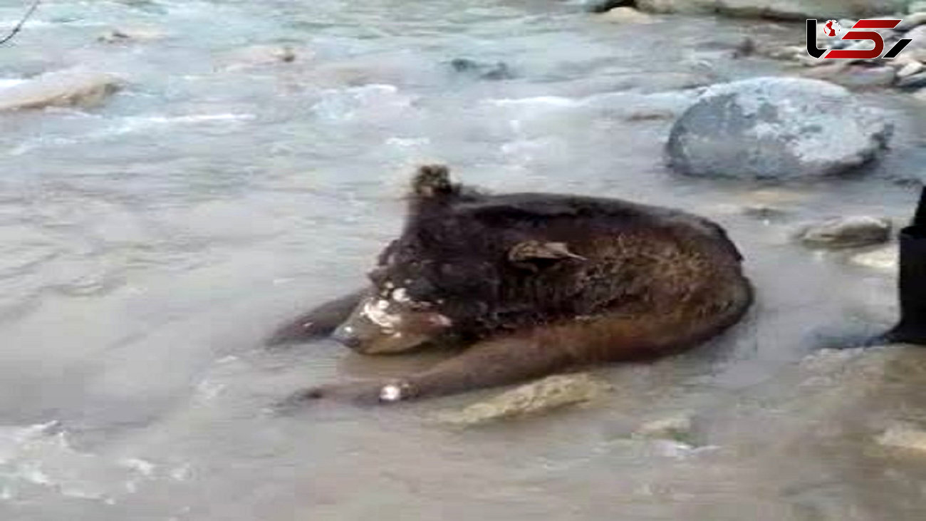 کشف لاشه خرس در رودخانه سفید رود / مرگ مشکوک است