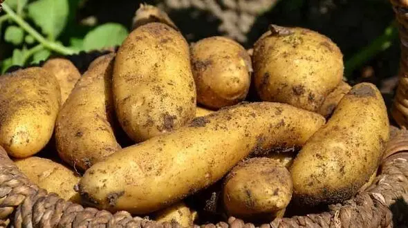 رفع گودی زیرچشم با یک ماده غذایی