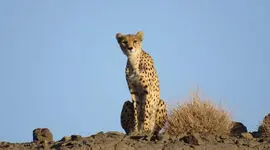 فیلم ماده یوز «تلما» به همراه چهار توله در یوزکنام