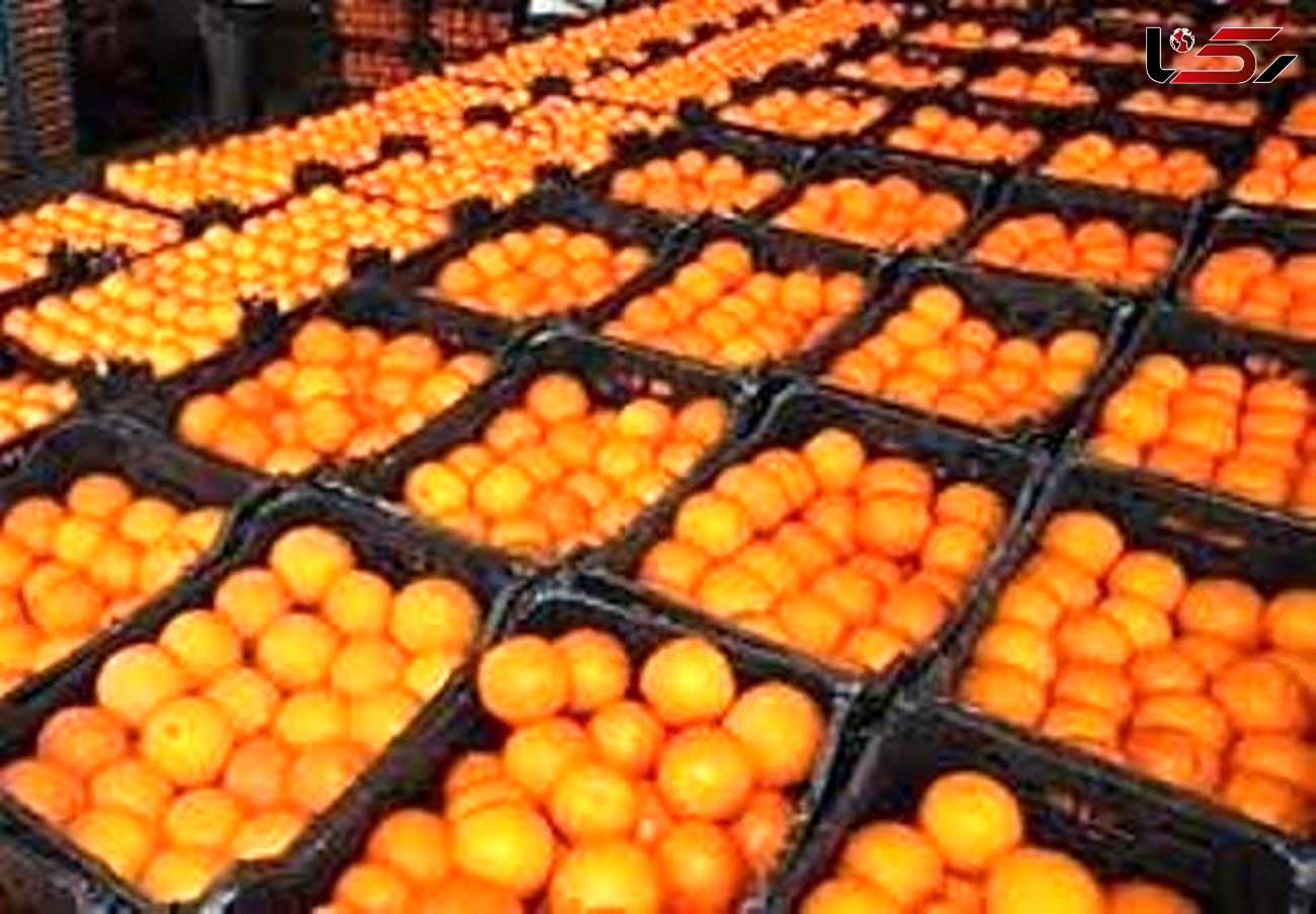 برای شب عید باید پرتقال وارد کرد وگرنه گران می شود 