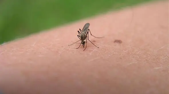 حشرات جذب این اشخاص می شوند!