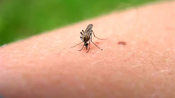 حشرات جذب این اشخاص می شوند!