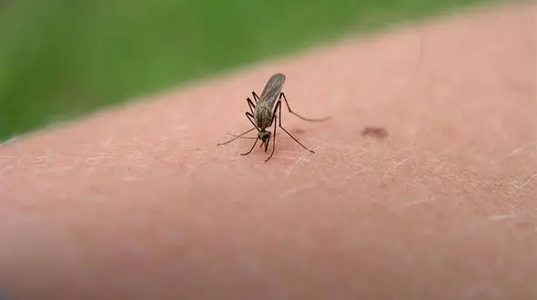 حشرات جذب این اشخاص می شوند!