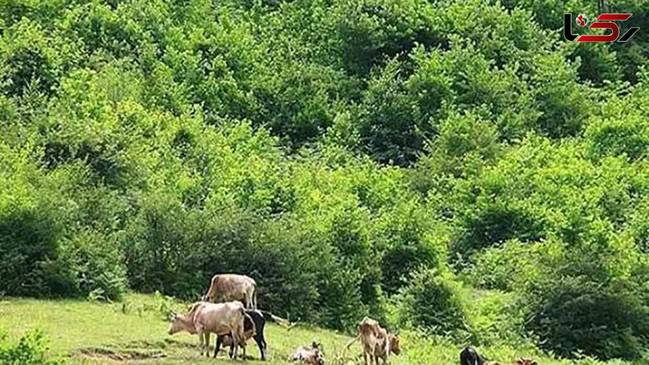 ضرورت تقویت دیپلماسی محیط زیستی برای مقابله با چالش‌های محیطی و تغییر اقلیم در غرب آسیا
