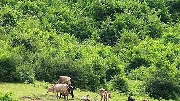 ضرورت تقویت دیپلماسی محیط زیستی برای مقابله با چالش‌های محیطی و تغییر اقلیم در غرب آسیا
