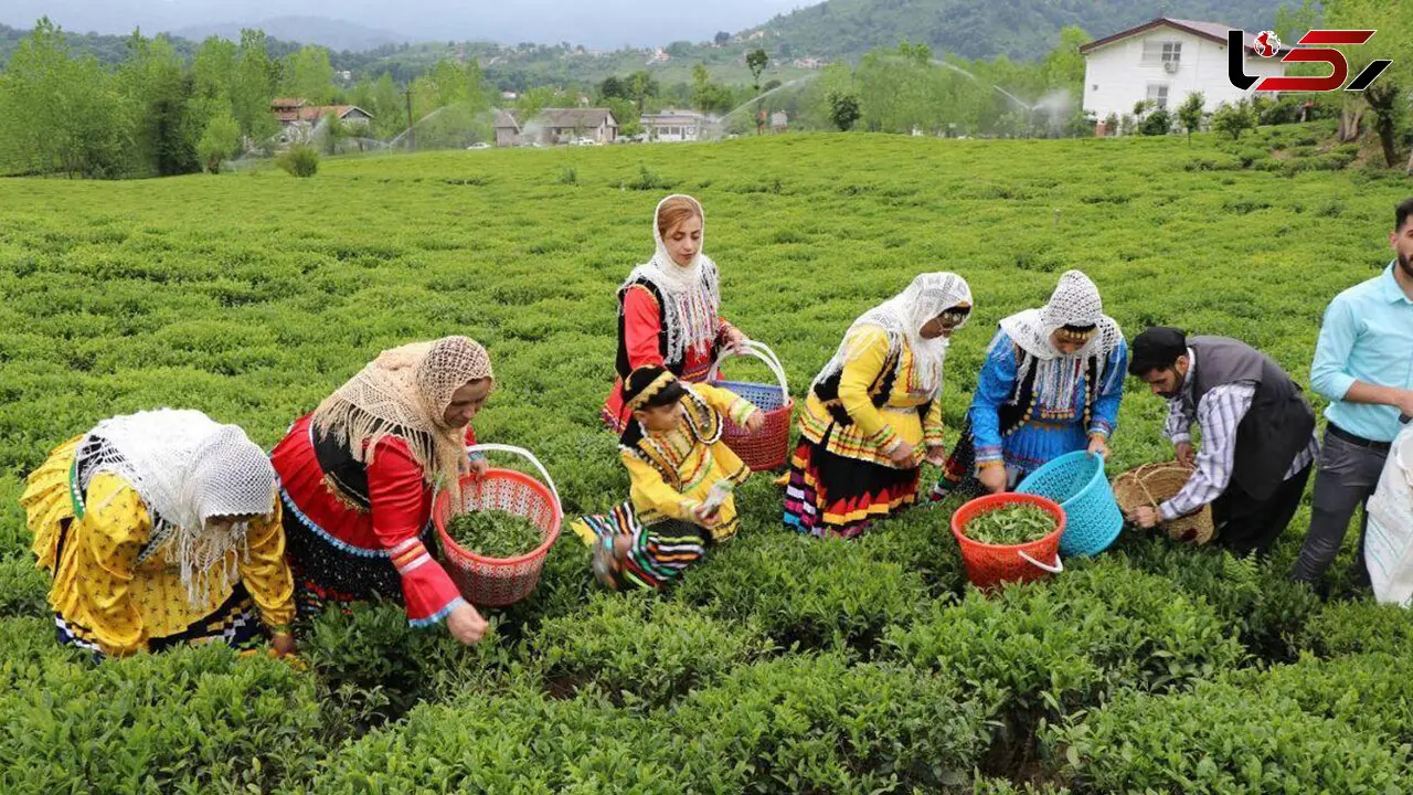 614 میلیارد تومان مطالبات چایکاران شمال کشور واریز شد