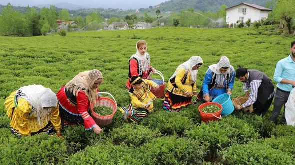 614 میلیارد تومان مطالبات چایکاران شمال کشور واریز شد
